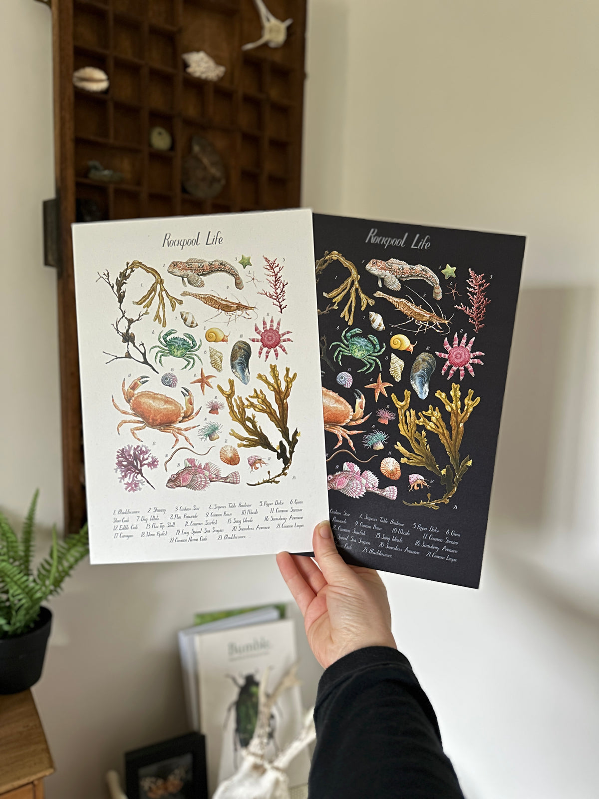 Rockpool Poster