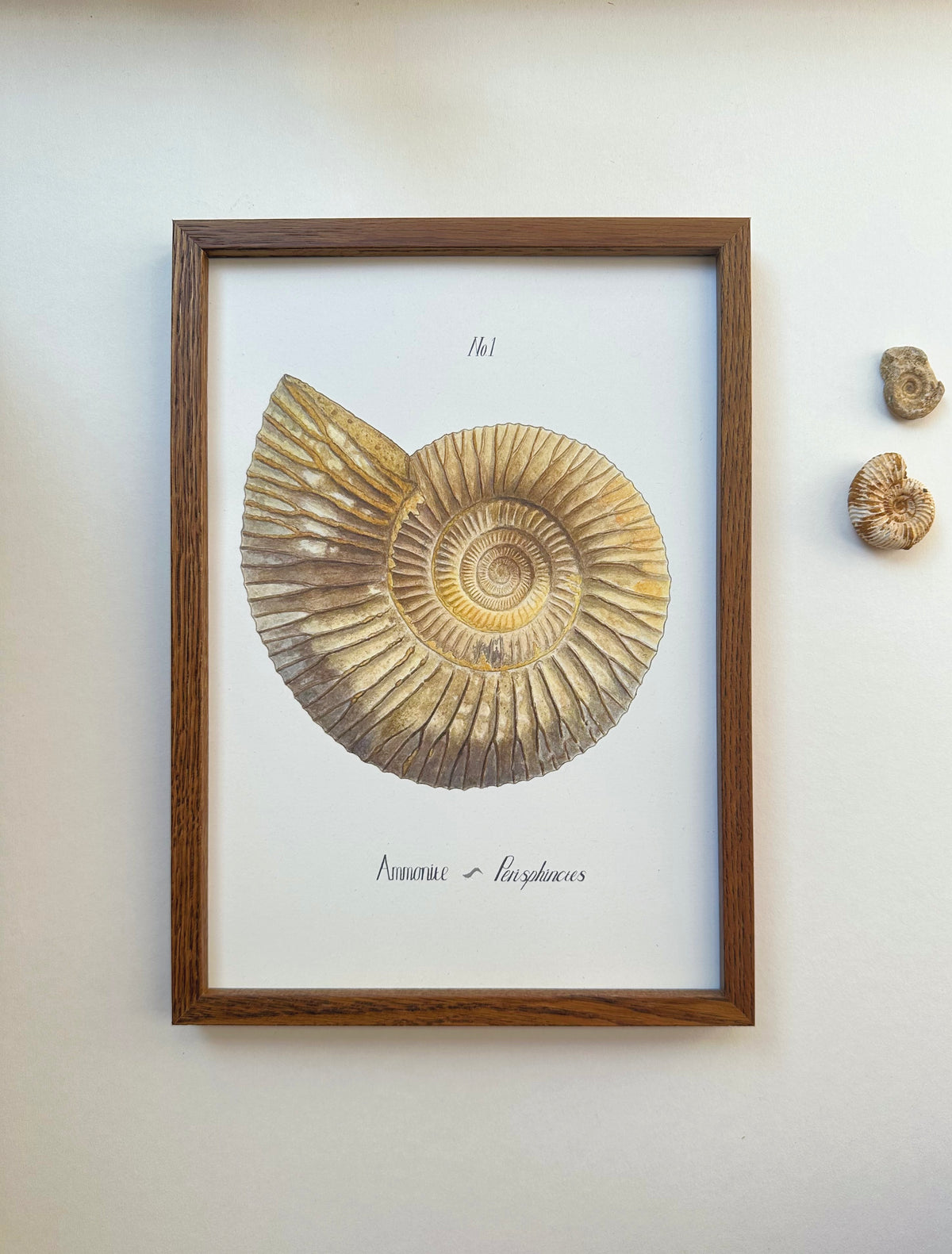 Ammonite Print - No.1