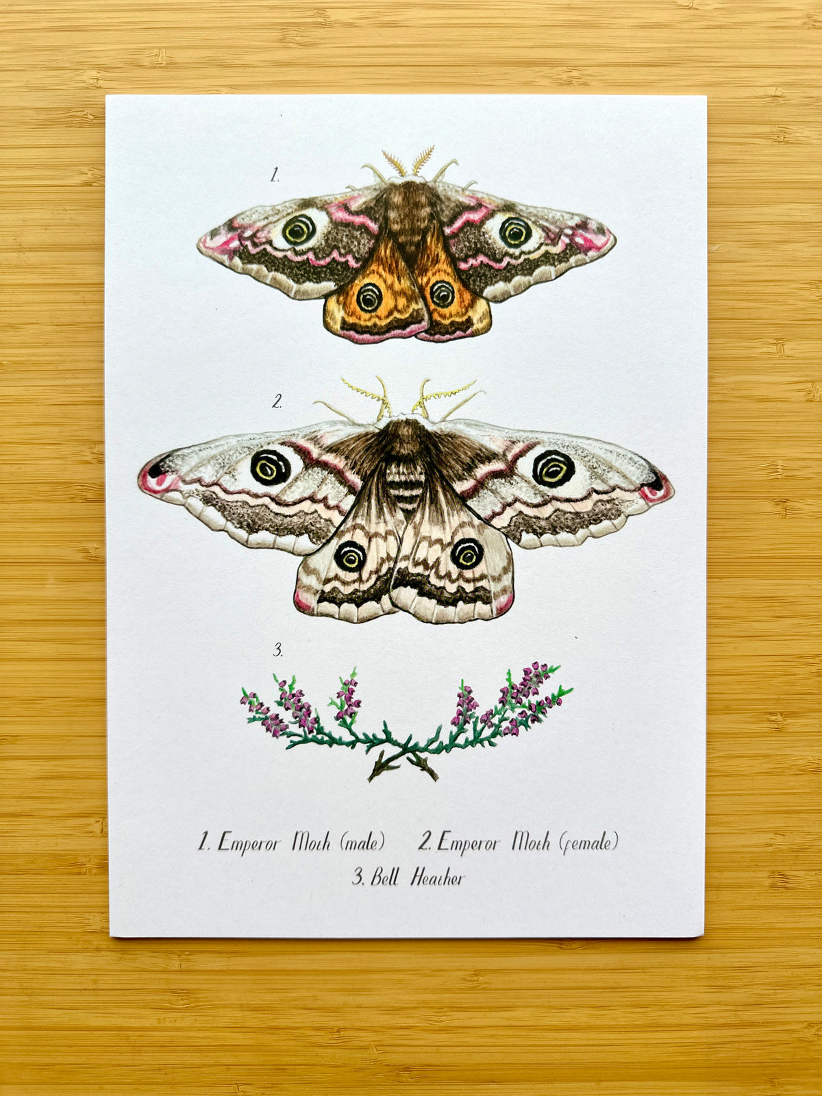 Emperor Moth Study – Old Paper Edition