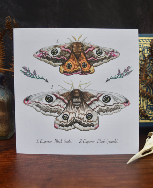 Emperor Moth Card