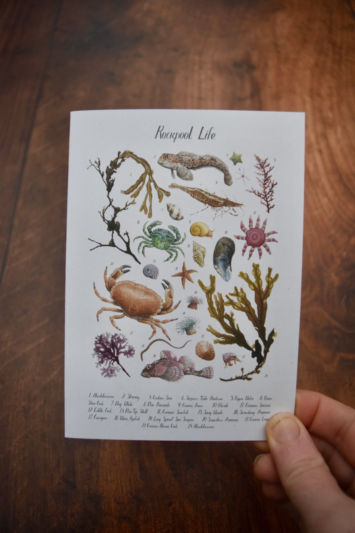 A6 Rockpool ID Poster Card