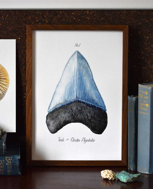 Megalodon Tooth Print - No. 2