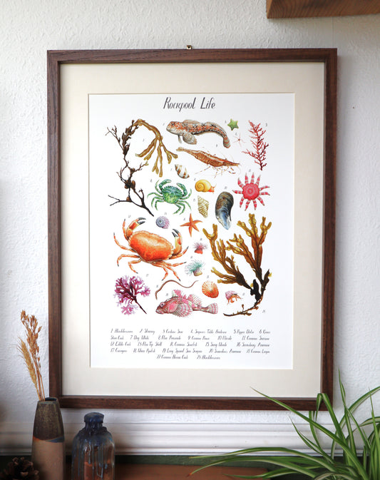 Rockpool Poster