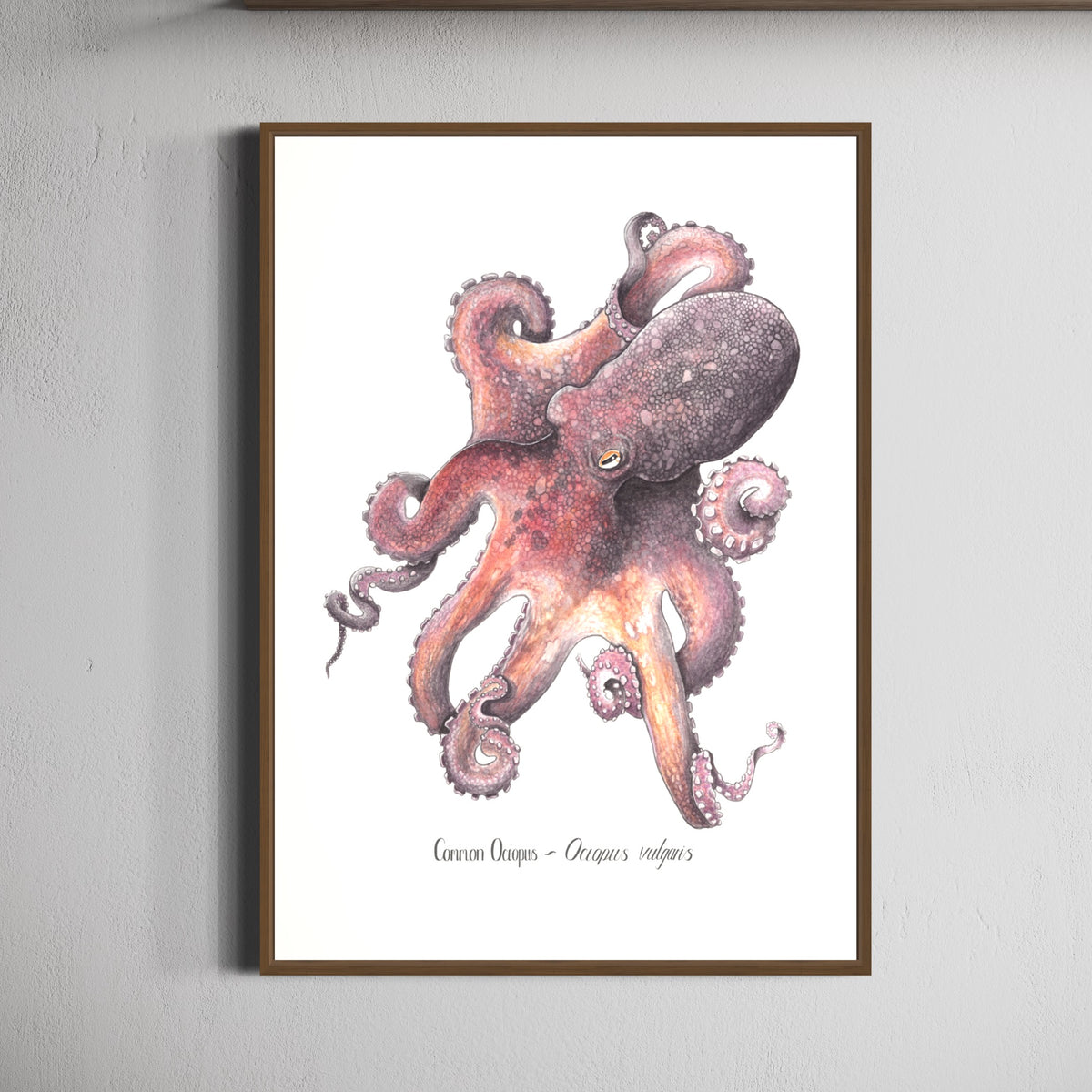 Common Octopus Print