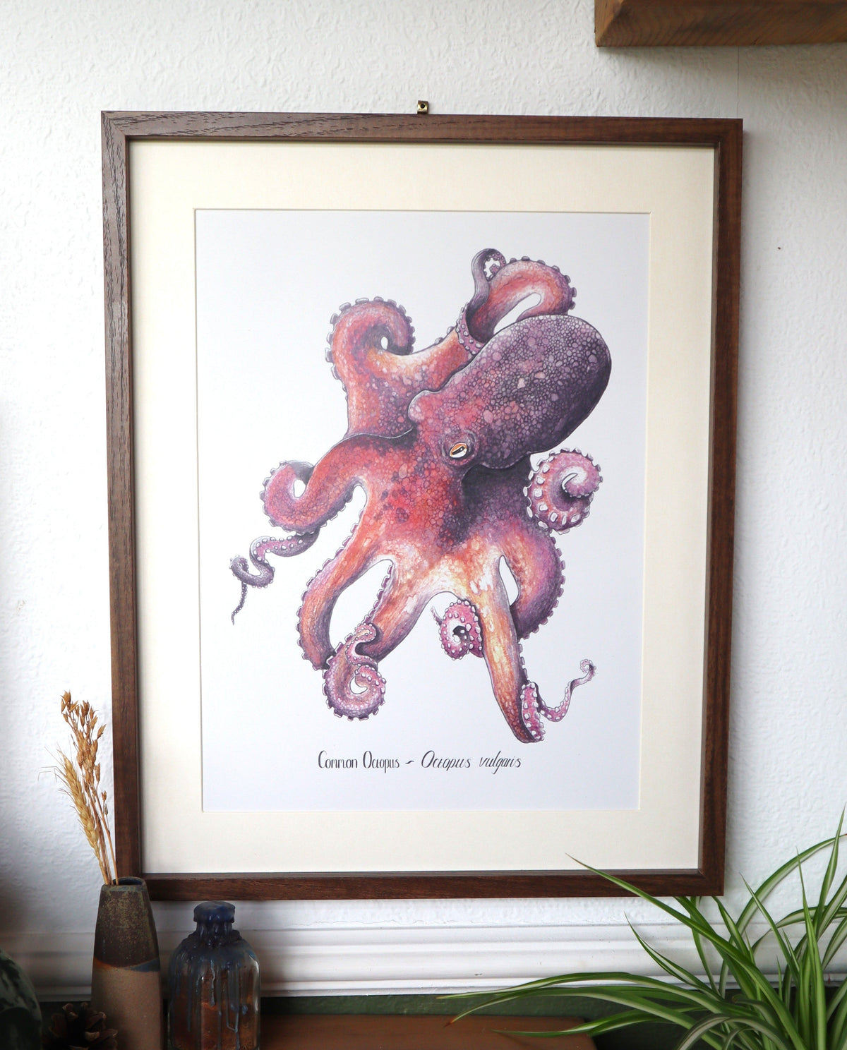 Common Octopus Print