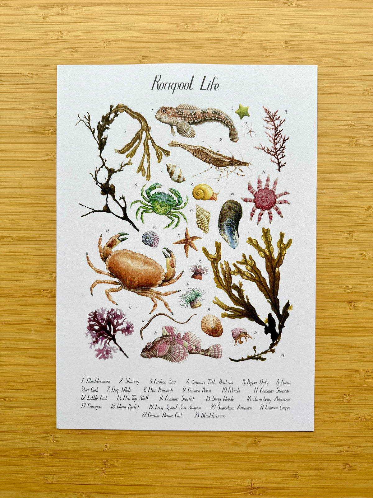Rockpool Poster – Old Paper Edition