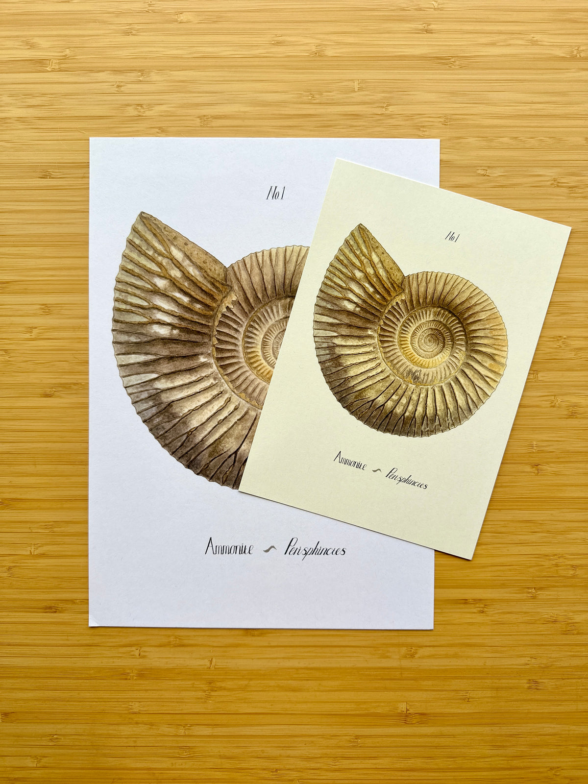 Ammonite Print – Old Paper Edition