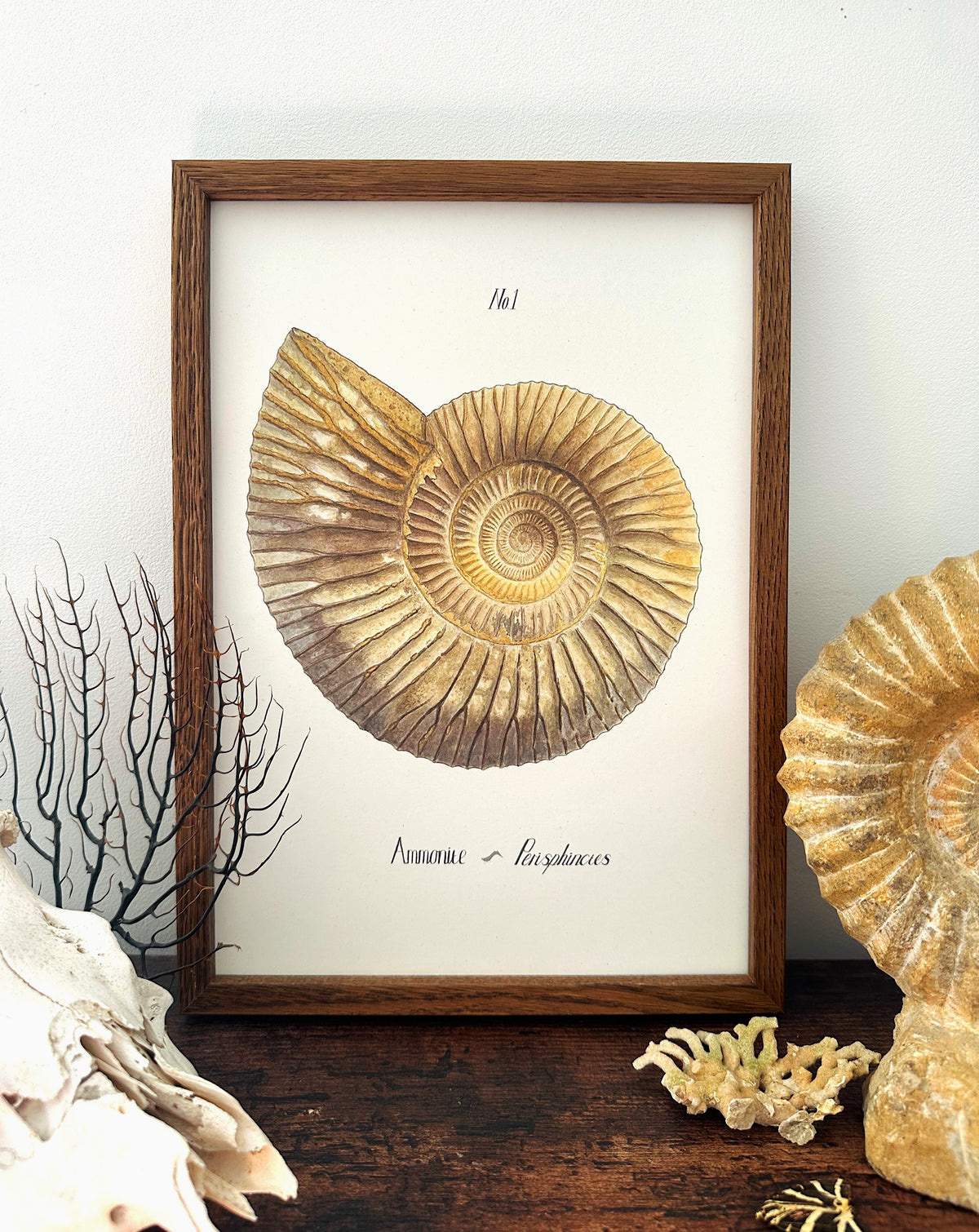 Ammonite Print - No.1