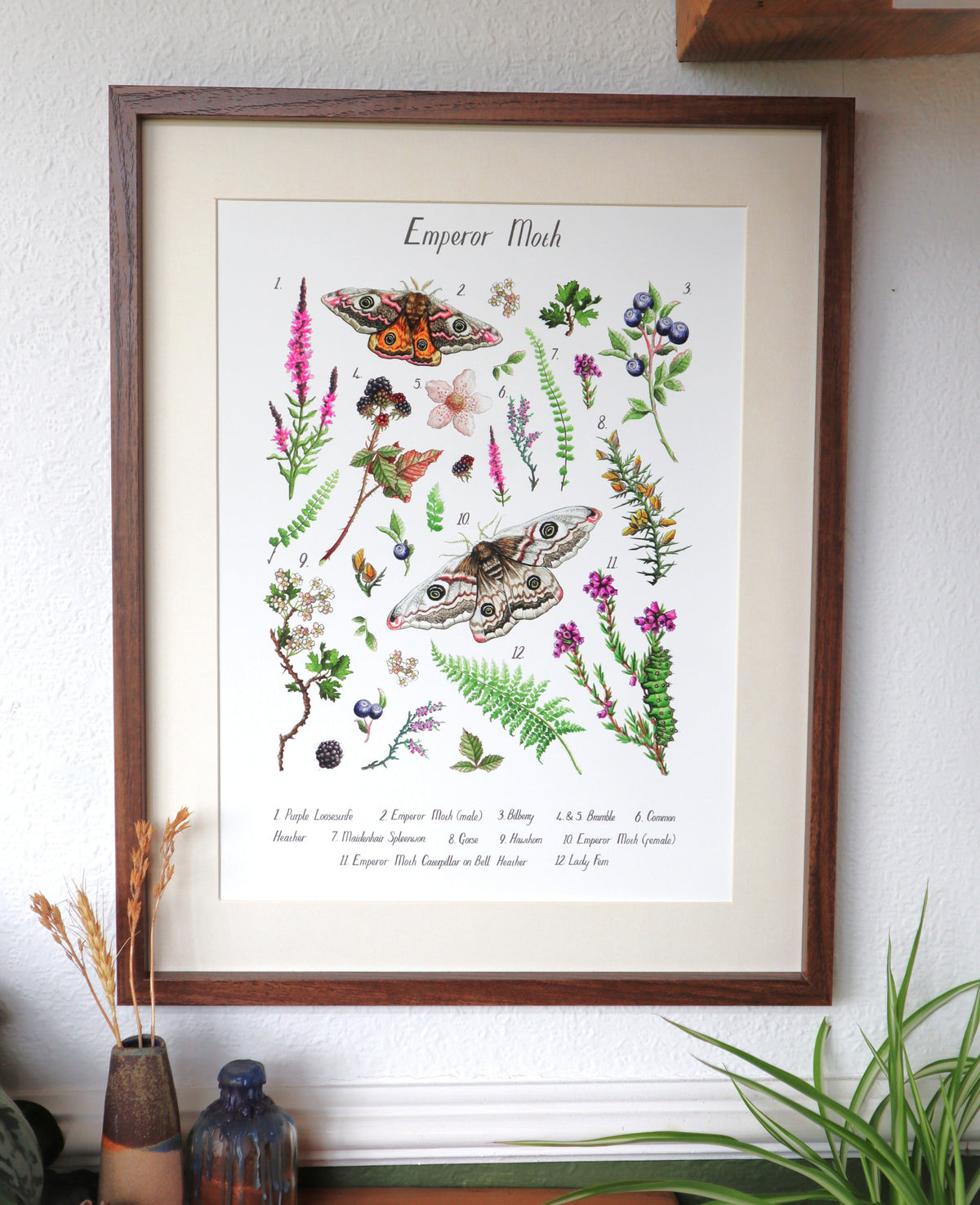 Emperor Moth Poster