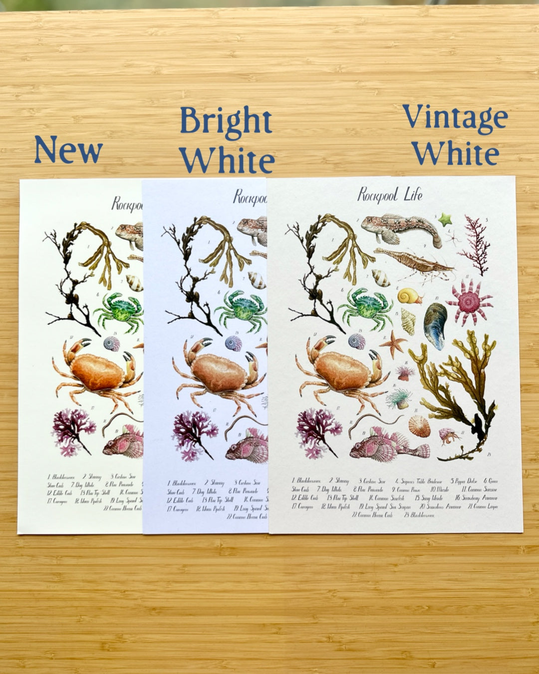 Rockpool Poster – Old Paper Edition